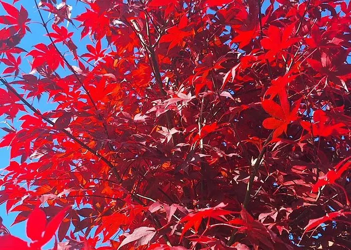 19a Accommodatie bij particulieren